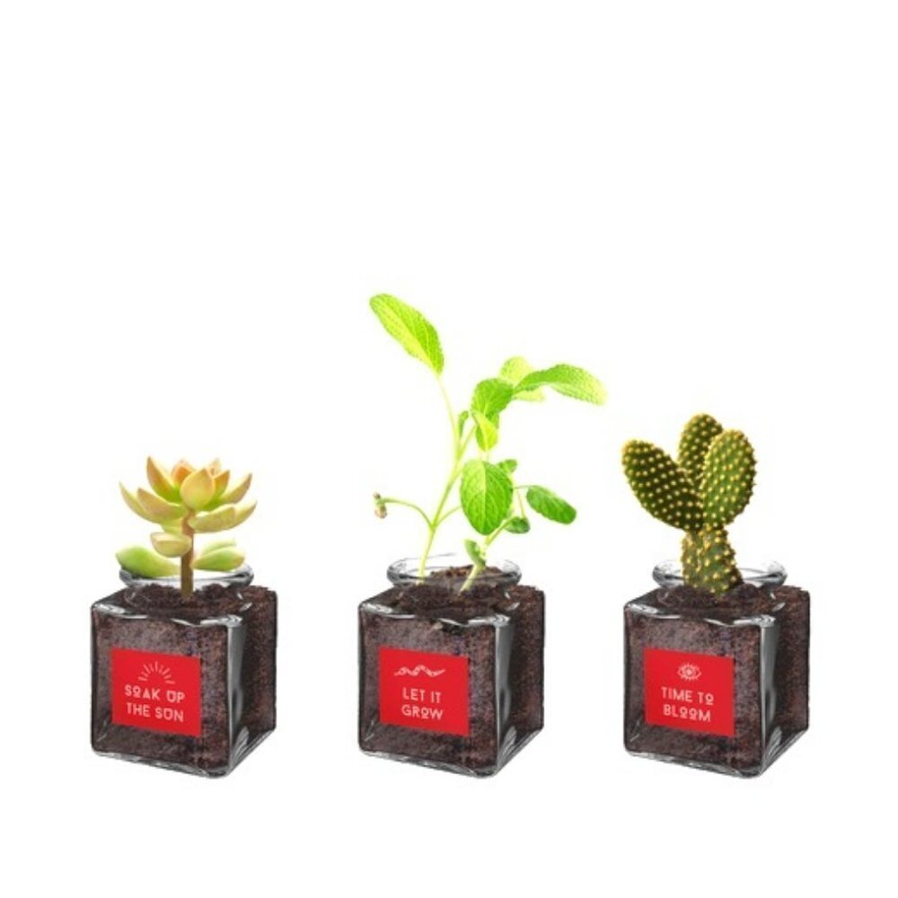 Cactus Succulent Sage Energize Grow Kit 3 Pack - Picture 1 of 1